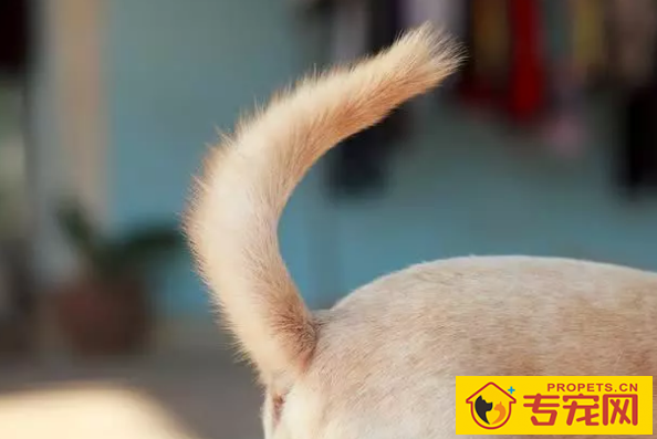 小狗冲着你骑跨?你掌握它一些个人行为身后的实际意义吗?没你要这么简单 小狗冲着你骑跨?你掌握它一些个人行为身后的实际意义吗?没你要这么简单