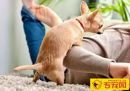 小狗冲着你骑跨?你掌握它一些个人行为身后的实际意义吗?没你要这么简单 小狗冲着你骑跨?你掌握它一些个人行为身后的实际意义吗?没你要这么简单