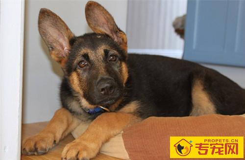 【养宠物 心得分享 】德牧拉肚子几日 能好,德牧拉肚子关键 吗 【养宠物 心得分享 】德牧拉肚子几日 能好,德牧拉肚子关键 吗