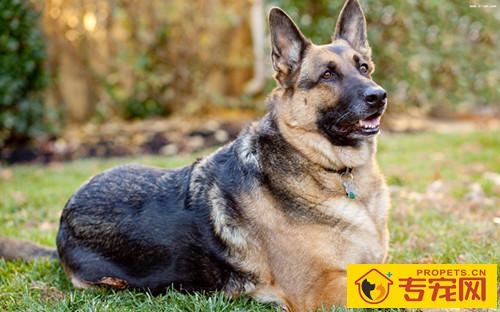 【养宠物 心得分享 】德牧拉肚子几日 能好,德牧拉肚子关键 吗 【养宠物 心得分享 】德牧拉肚子几日 能好,德牧拉肚子关键 吗