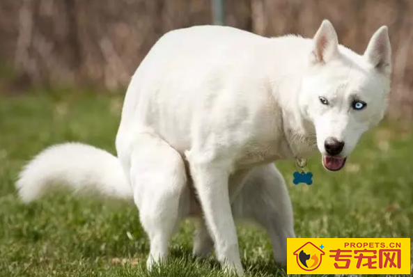 小狗冲着你骑跨?你掌握它一些个人行为身后的实际意义吗?没你要这么简单 小狗冲着你骑跨?你掌握它一些个人行为身后的实际意义吗?没你要这么简单