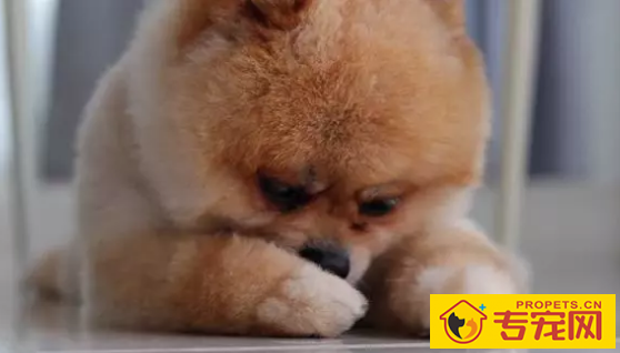 小狗冲着你骑跨?你掌握它一些个人行为身后的实际意义吗?没你要这么简单 小狗冲着你骑跨?你掌握它一些个人行为身后的实际意义吗?没你要这么简单