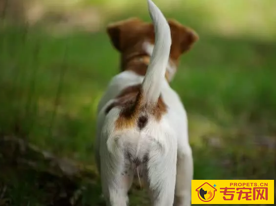 小狗冲着你骑跨?你掌握它一些个人行为身后的实际意义吗?没你要这么简单 小狗冲着你骑跨?你掌握它一些个人行为身后的实际意义吗?没你要这么简单