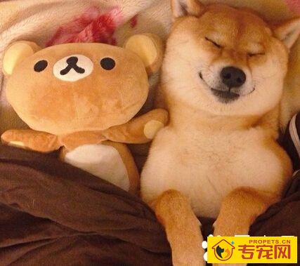 柴犬的性格 性格顺从沉稳个性独立