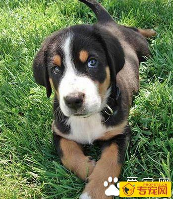 大瑞士山地犬的性格 反应快捷的工作犬