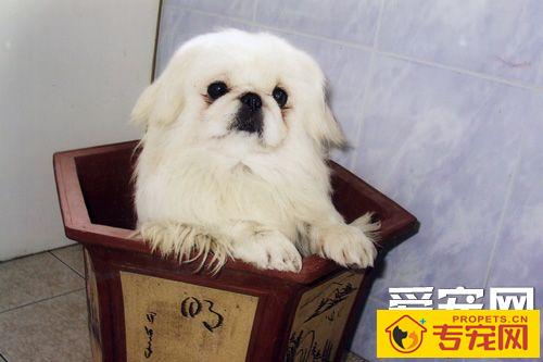 京巴狗的寿命有多长 饲养护理很重要