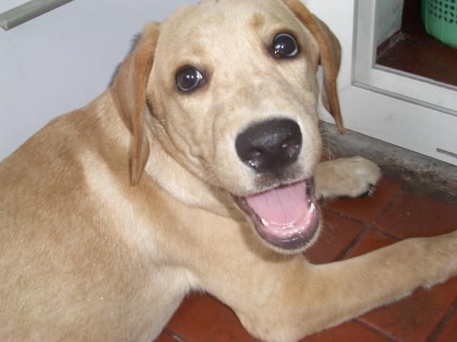 训练拉布拉多的各种理由