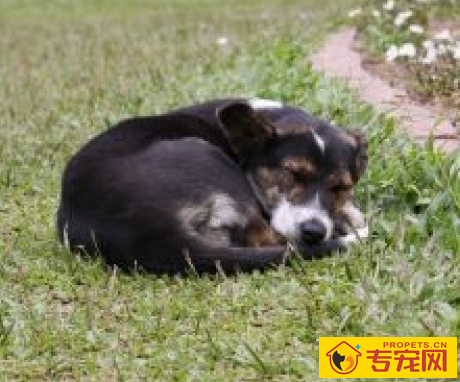 狗狗一天睡多长时间 狗狗睡觉爱发抖