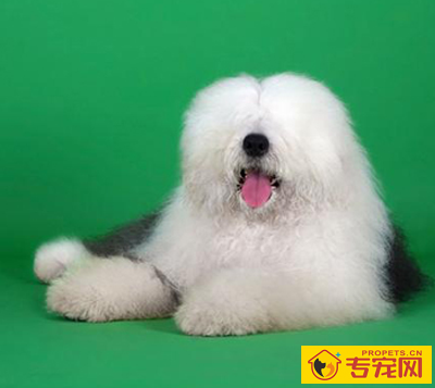 古代牧羊犬的性格 它们喜欢与人亲近