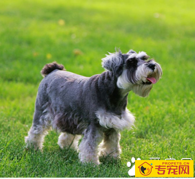 迷你雪纳瑞能长多大 体重一般为6-8公斤