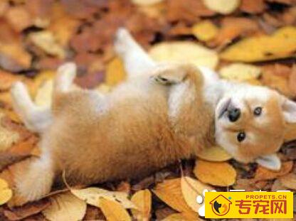 秋田犬性格 其性质沉着温顺感觉锐敏