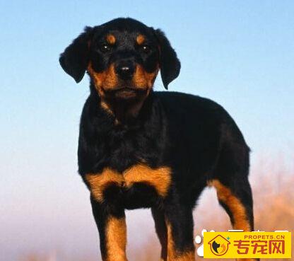 罗威纳犬性格 聪明懂事且对主人绝对忠诚