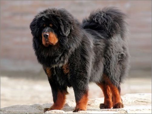 如何正确饲养藏獒