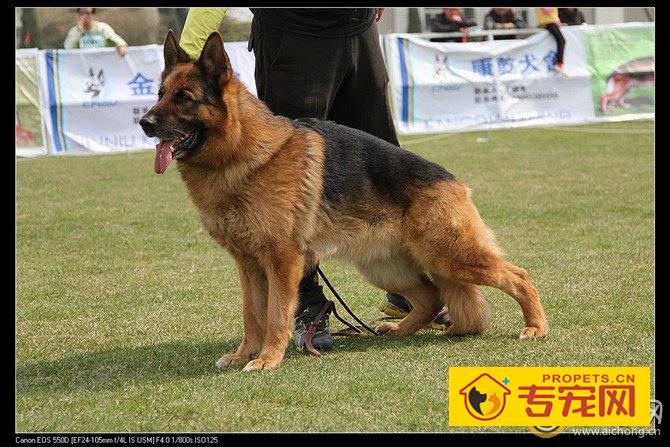 世界狼王尼蔻斯风采照片