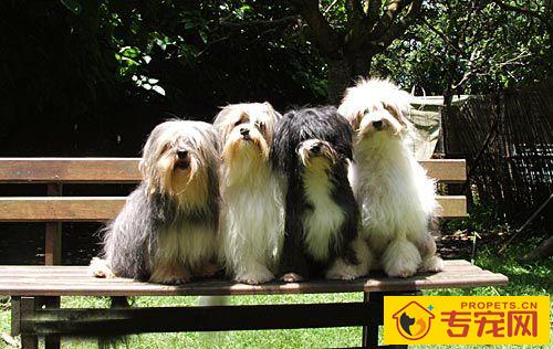 罗秦犬的性格 是可爱的伴侣犬