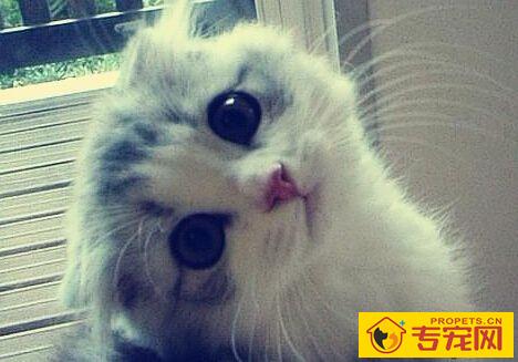 猫的习性 猫是夜游动物非常喜欢晚上活动