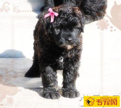 法兰德斯畜牧犬的性格 性格非常温顺