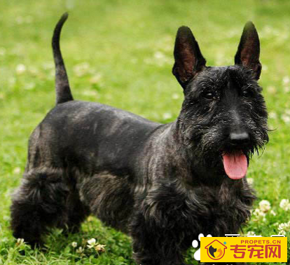苏格兰梗的性格 该犬活跃而自信