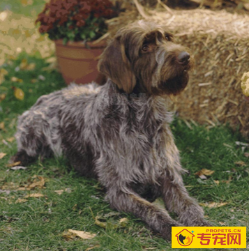 刚毛指示格里芬犬的性格 该犬非常的灵敏