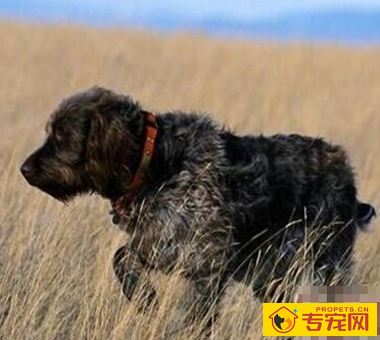 刚毛指示格里芬犬的特点 该犬十分聪明