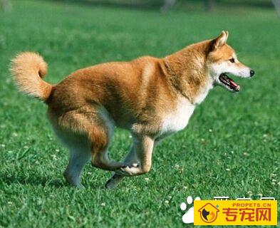 狗的习性 狗狗的视觉和味觉均比较差