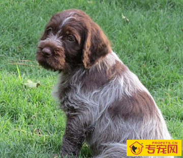 刚毛指示格里芬犬会咬人吗 性格较温顺