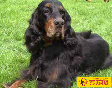 哥顿雪达犬的性格 该犬性格非常稳定