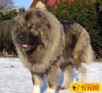 高加索犬性格怎么样 是很好的守门犬