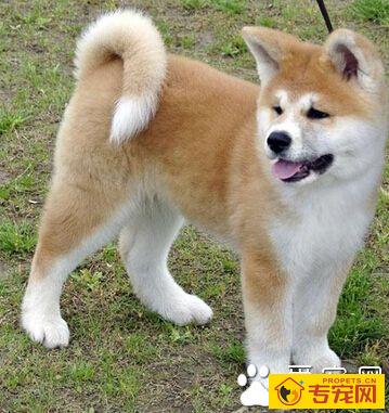  秋田犬聪明吗 是十分聪明和活泼的犬