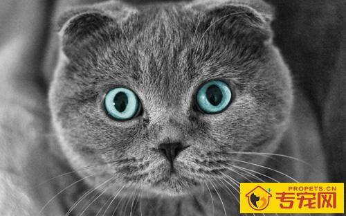 苏格兰折耳猫寿命 怎样喂养它更健康