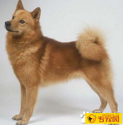 芬兰猎犬的性格 该犬易于和孩子相处
