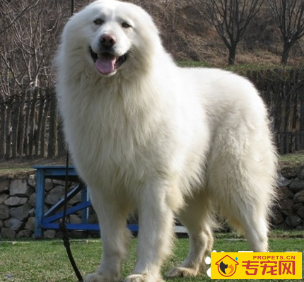 大白熊犬智商排名 该犬拥有强大的力量