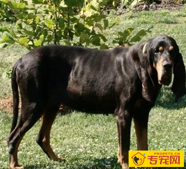 黑褐色猎浣熊犬的性格 该犬对人很友好