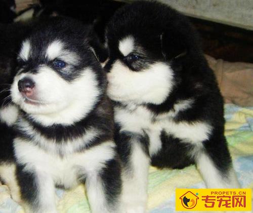 阿拉斯加雪橇犬性格 对人友好的聪明狗狗