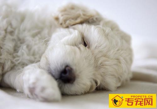 狗狗一天不拉屎 根据情况找方法