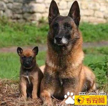  比利时玛利诺犬的性格 占有欲领地意识非常强