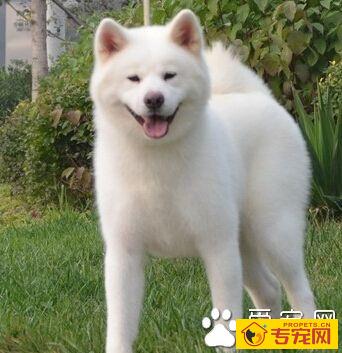 秋田犬厉害吗 它聪明好学感情丰富