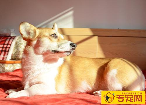 柯基犬的性格特点 以及它的外貌特征