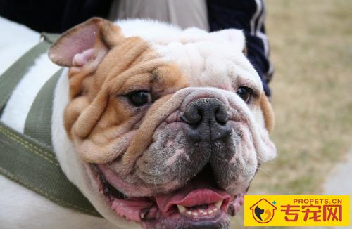 斗牛犬的性格 性情平稳而友善坚定勇敢