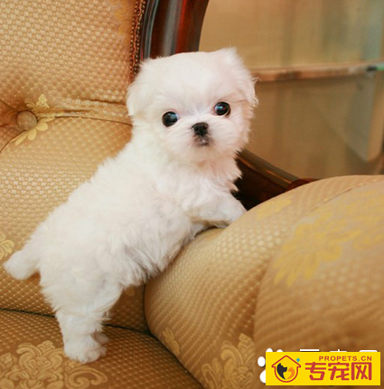 袖珍犬的寿命 这类犬的体型较小