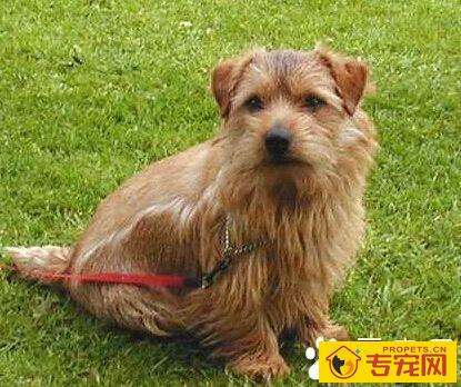 罗福梗的寿命 狗狗最多可以活上15年哦