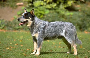 澳洲牧牛犬的性格 忠诚心和防卫本能很强