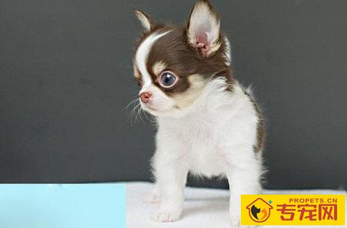 吉娃娃能长多大 国际标准吉娃娃身高体重