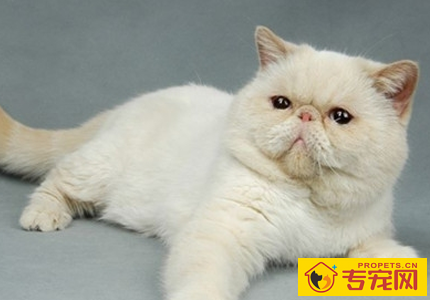 刚出生的小猫有多大 小猫咪体型非常小