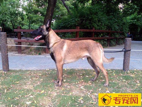 比利时马林诺斯犬的寿命 大概14年左右