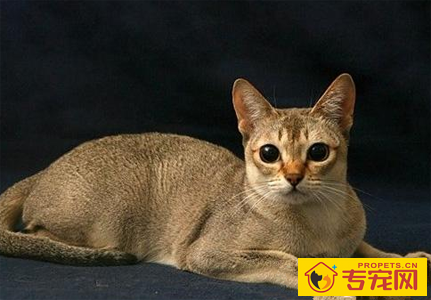 新加坡猫的性格 该猫对主人非常忠诚