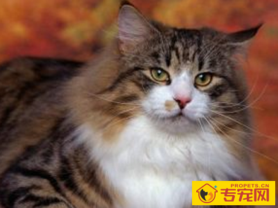 西伯利亚猫的性格 该猫个性是比较强的