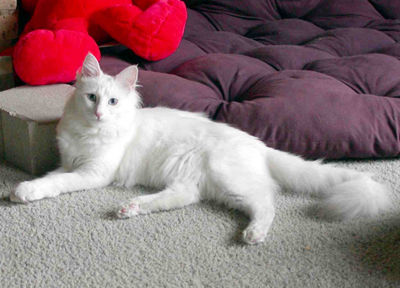 undefined{{pos:,w:,h:}}