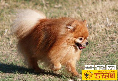 博美犬标准体重 告诉你它的外貌特征