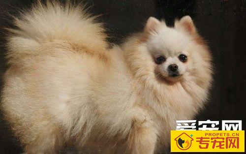 博美犬有白色的吗 具备天真活泼的性格特征